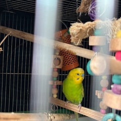 セキセイインコの画像