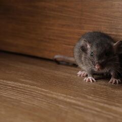 建物・屋根裏の害獣駆除なら【害獣駆除 生活緊急修理サービス…