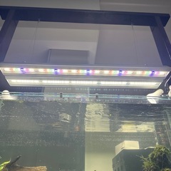 アクロ　トライアングルグロウ900の画像