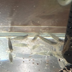 ヤマトヌマエビ（お取引き中）
の画像