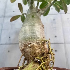 アデニウム・オベスム/デザイン陶器鉢の画像