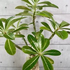 アデニウム・オベスム/デザイン陶器鉢の画像