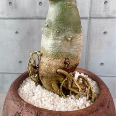 アデニウム・オベスム/デザイン陶器鉢の画像