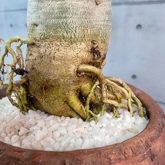 アデニウム・オベスム/デザイン陶器鉢の画像