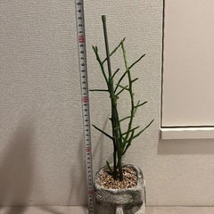 ユーフォルビア・フィフェレネンシスの画像