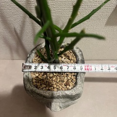 ユーフォルビア・フィフェレネンシスの画像