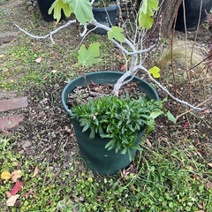 イチジク苗木の画像