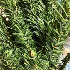 クリスマスツリーの画像