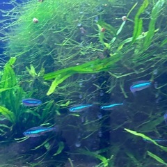 【熱帯魚】グリーンネオンテトラ　10匹の画像