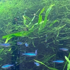 【熱帯魚】グリーンネオンテトラ　10匹の画像