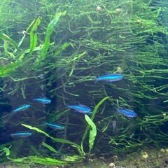 【熱帯魚】グリーンネオンテトラ　10匹の画像