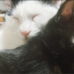 【ハチワレ 7ヶ月】 オス 元気いっぱい