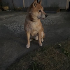 服従心の強い豆柴ちゃん