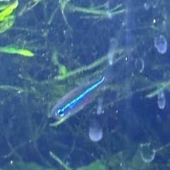【熱帯魚】グリーンネオンテトラ　10匹の画像