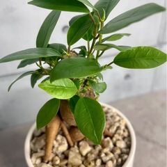 動き出しそうなガジュマルの画像