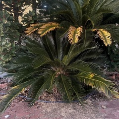 庭木（蘇轍・ロッドレイア）無料でお譲りします｜掘り取り・運搬できる方限定の画像