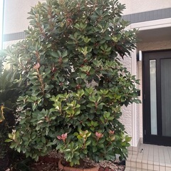 庭木（蘇轍・ロッドレイア）無料でお譲りします｜掘り取り・運搬できる方限定の画像