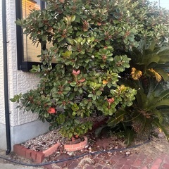 庭木（蘇轍・ロッドレイア）無料でお譲りします｜掘り取り・運搬できる方限定の画像