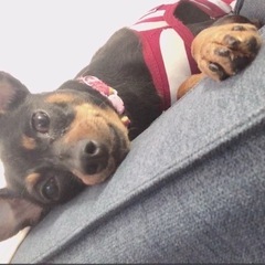 ミニチュアピンシャー