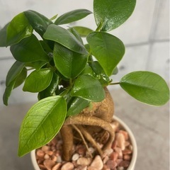 動き出しそうなガジュマル
の画像