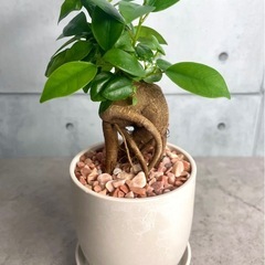 動き出しそうなガジュマル
の画像