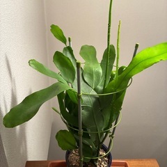 月花美人の画像