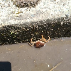 （キャンセル発生）広島県三次市産コシヒカリ／清流「常清滝」の恵み（自家栽培米）令和7年☆新米（玄米）☆30キロ☆１等米☆）の画像