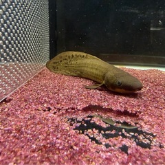 ネオケラの画像