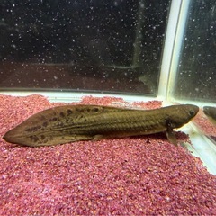 ネオケラの画像