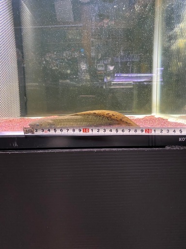 ネオケラ