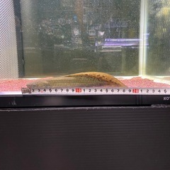 ネオケラの画像