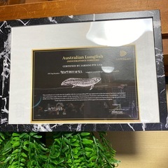 ネオケラの画像