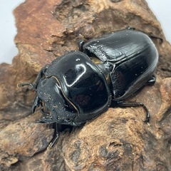 オオクワ阿古谷ペアの画像