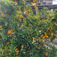 ネーブル無農薬　因島産　　の画像