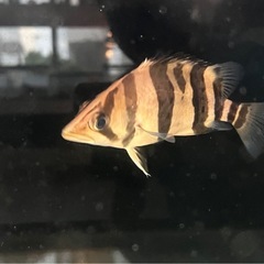 ダトニオプラスワンの画像