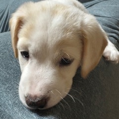 2ヶ月の子犬メス