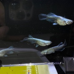 ドラゴンブルーメダカの画像