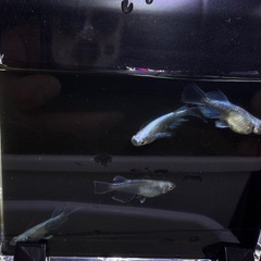 ドラゴンブルーメダカの画像