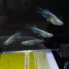 ドラゴンブルーメダカの画像