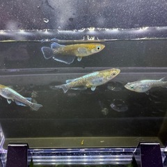 レッドクリフダークタイプメダカ
の画像