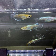 レッドクリフダークタイプメダカ
の画像