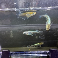 レッドクリフダークタイプメダカ
の画像