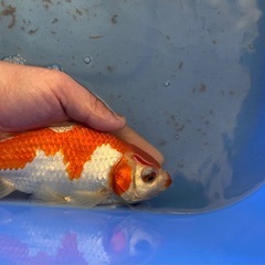 サラサ和金　三尾の画像