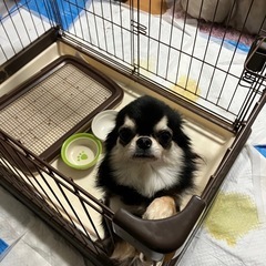 チワワ譲ります