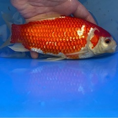 金魚　コメットの画像