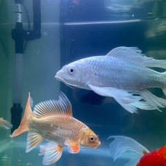 ヒレナガゴイ ウルトラショートボディー と同じのお魚
の画像