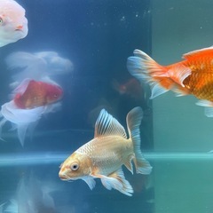 ヒレナガゴイ ウルトラショートボディー と同じのお魚
の画像