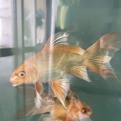 ヒレナガゴイ ウルトラショートボディー と同じのお魚
の画像