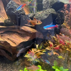 熱帯魚色々の画像