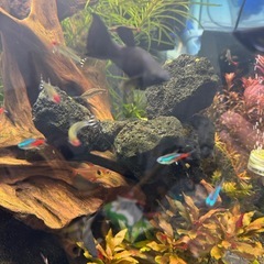 熱帯魚色々の画像